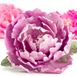 Picture of 7 PEONY CUTTERS KIT DECORA